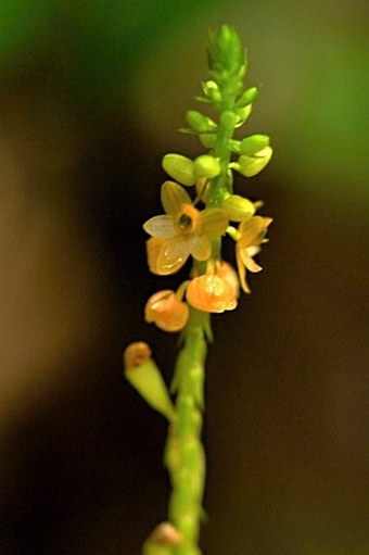 Crepidium palawense