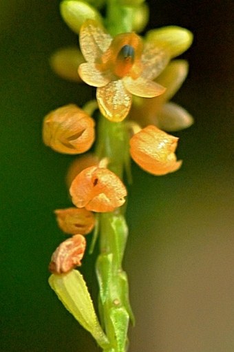 Crepidium palawense