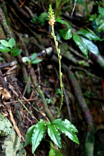 Crepidium palawense