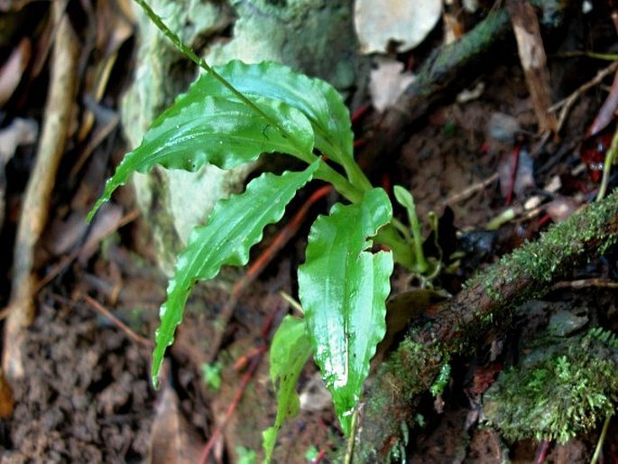 Crepidium palawense