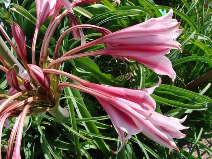 Crinum bulbispermum