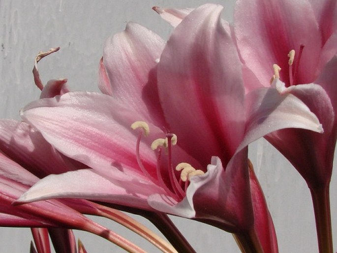 Crinum bulbispermum