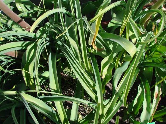 Crinum bulbispermum