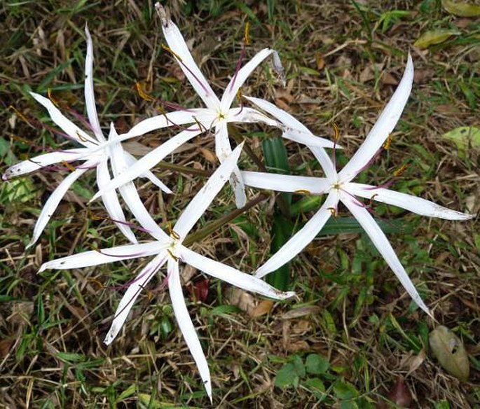 CRINUM FIRMIFOLIUM Baker – křín