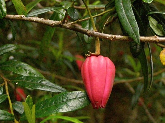 Crinodendron hookerianum