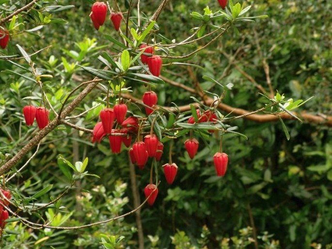 Crinodendron hookerianum