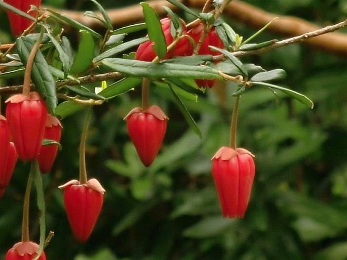 CRINODENDRON HOOKERIANUM Gay