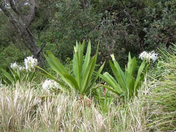 Crinum asiaticum var. pedunculatum