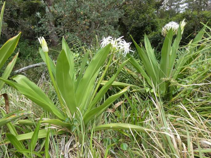 Crinum asiaticum var. pedunculatum