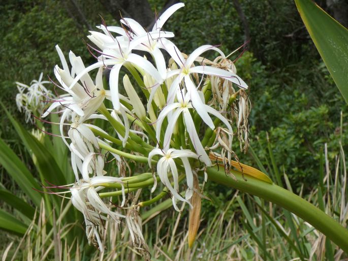 Crinum asiaticum var. pedunculatum