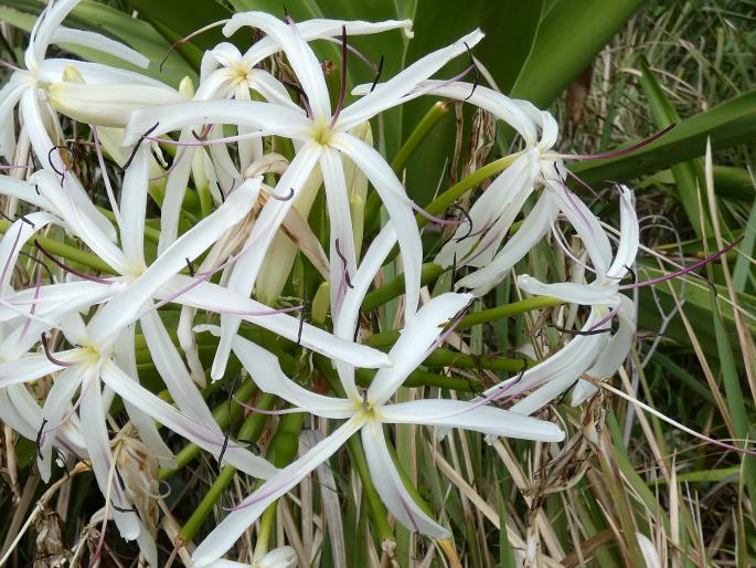 Crinum asiaticum var. pedunculatum