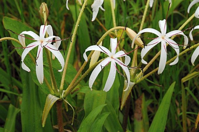 CRINUM ERUBESCENS L. f. ex Aiton – křín