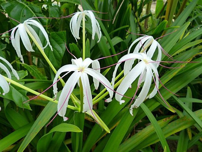 Crinum erubescens