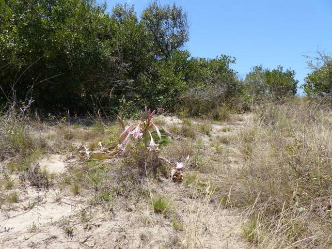 Crinum stuhlmannii