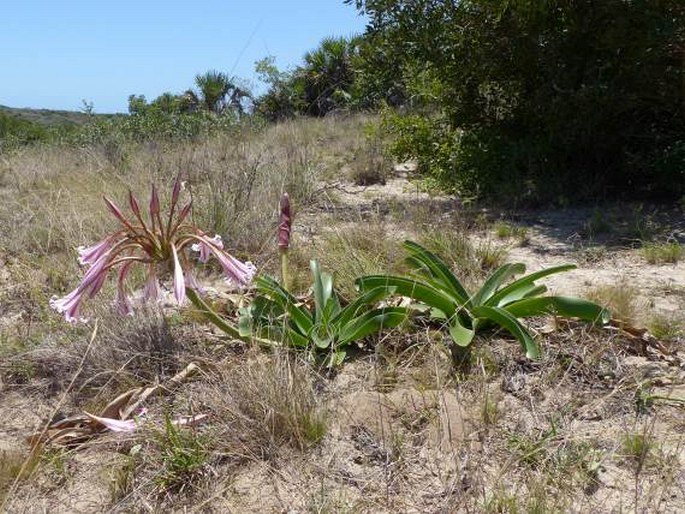 Crinum stuhlmannii