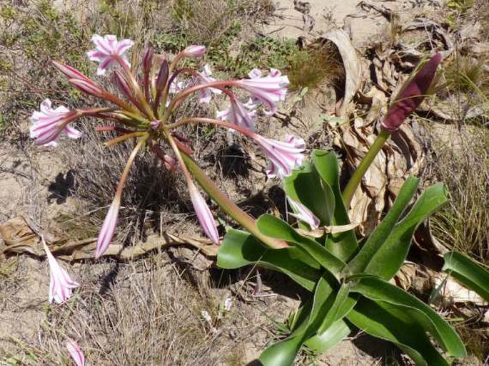 Crinum stuhlmannii