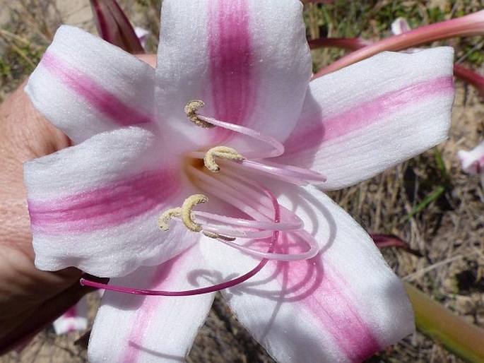 Crinum stuhlmannii