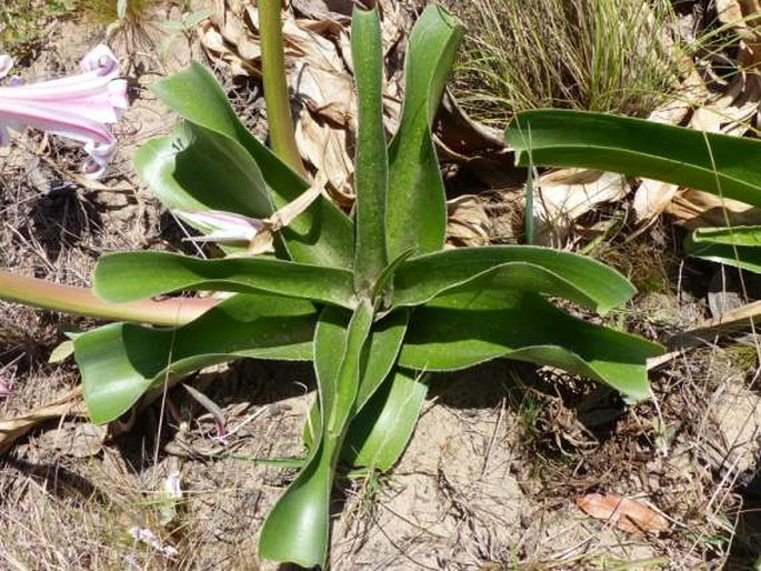 Crinum stuhlmannii