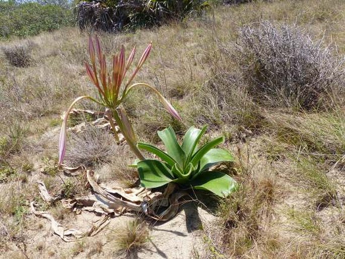 Crinum stuhlmannii