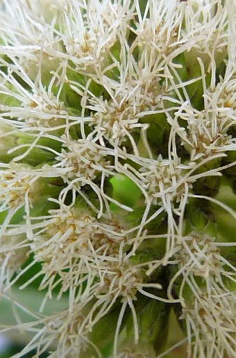 Critonia morifolia