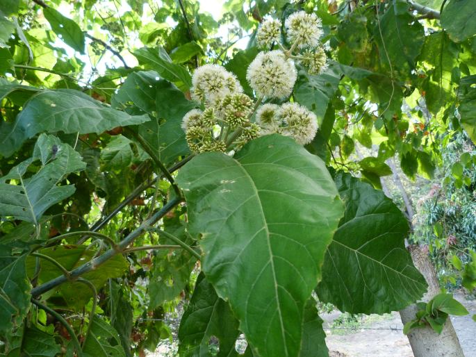 Critonia morifolia
