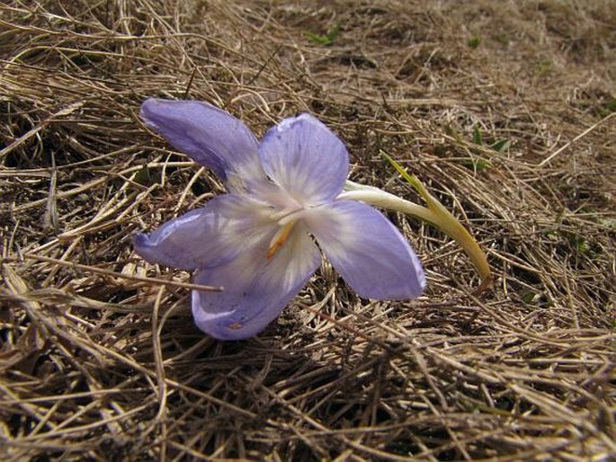 Crocus aerius