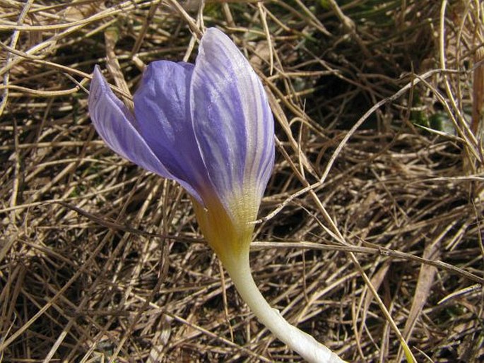 Crocus aerius