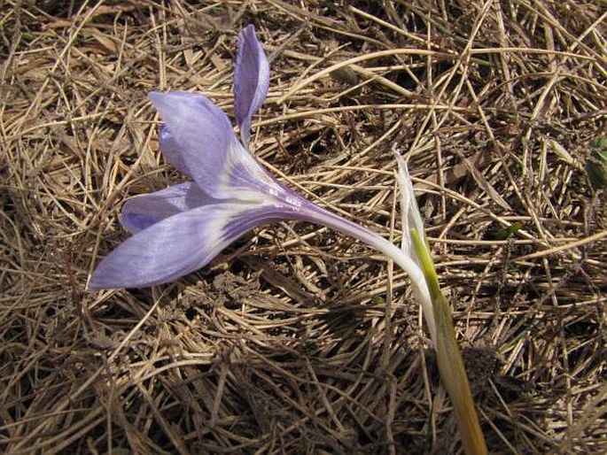 Crocus aerius