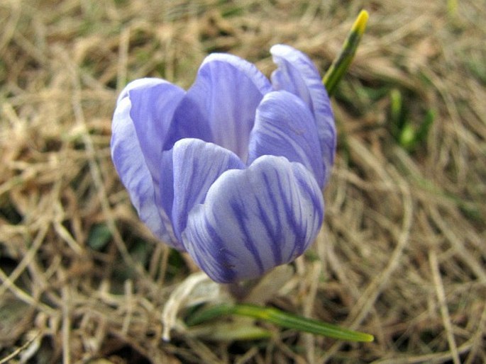 Crocus aerius