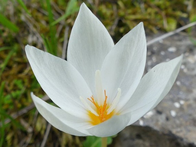 CROCUS BORYI J. Gay – šafrán / šafran