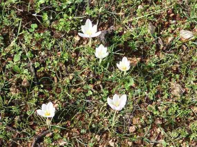 Crocus boryi