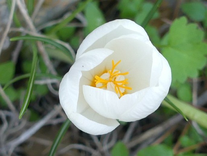 Crocus boryi