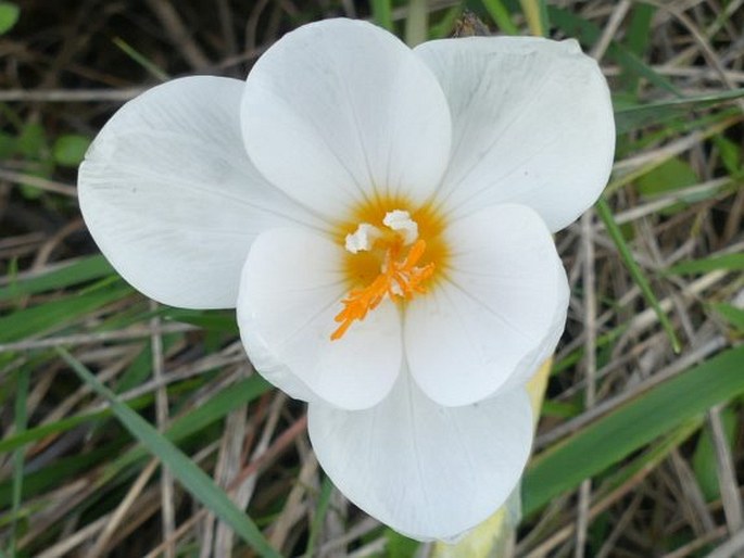 Crocus boryi