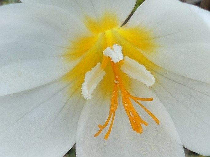 Crocus boryi