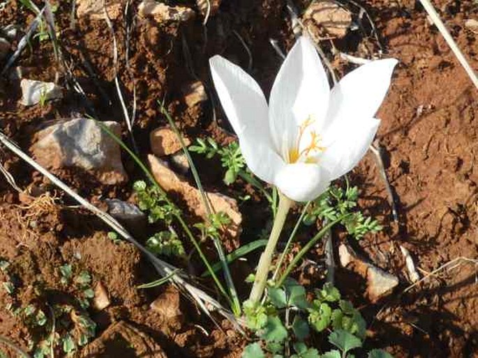 Crocus boryi