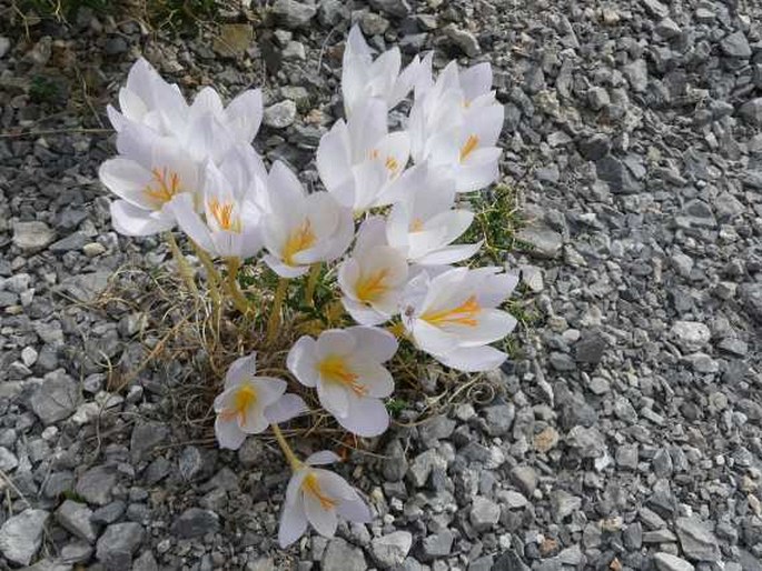 Crocus cancellatus