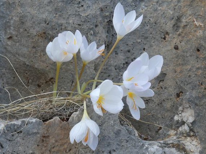 Crocus cancellatus