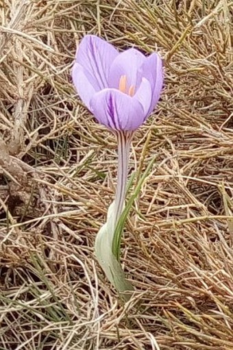 Crocus corsicus