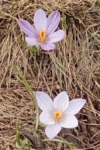 Crocus corsicus