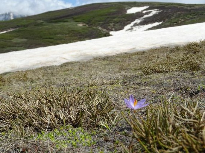 Crocus corsicus