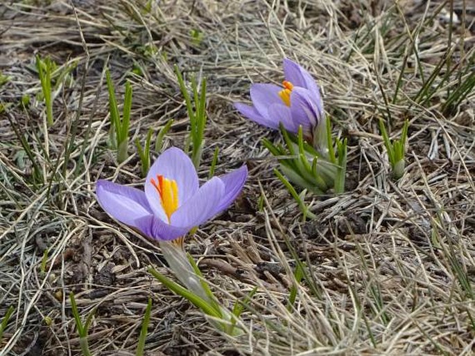 Crocus corsicus