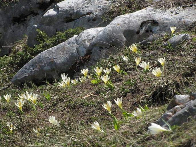 Crocus cvijicii