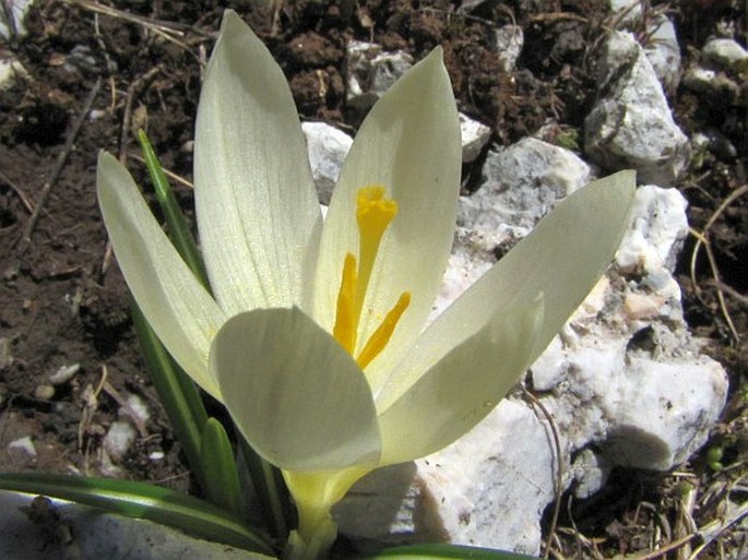 Crocus cvijicii