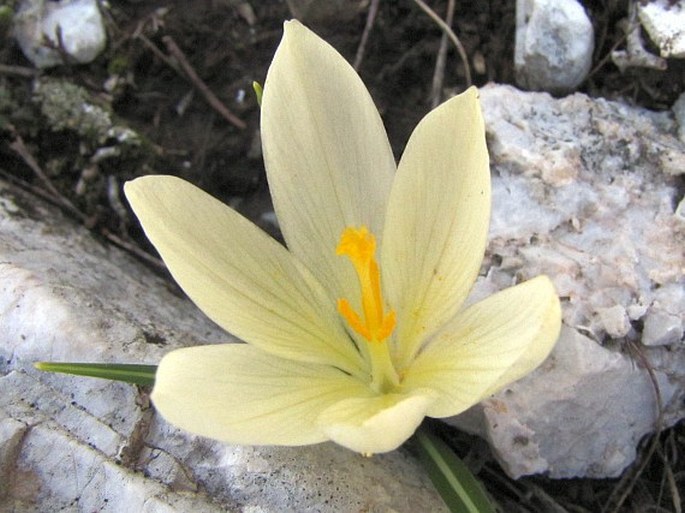 Crocus cvijicii