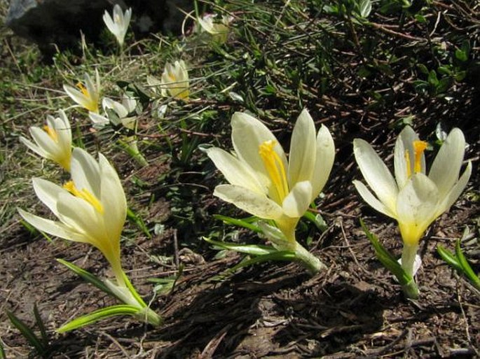 Crocus cvijicii