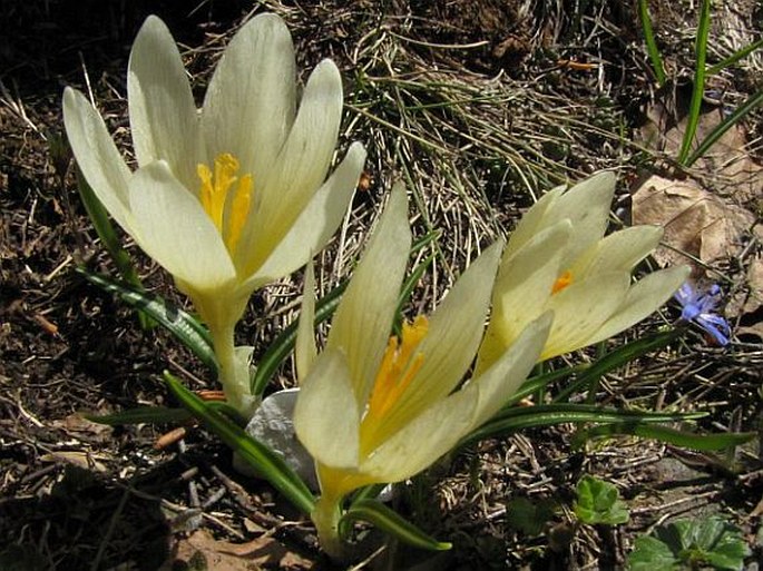 Crocus cvijicii