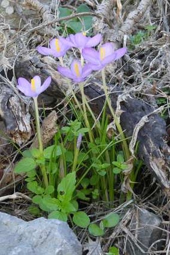 Crocus goulimyi