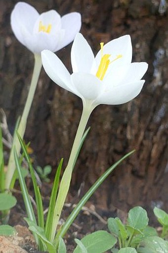 Crocus goulimyi