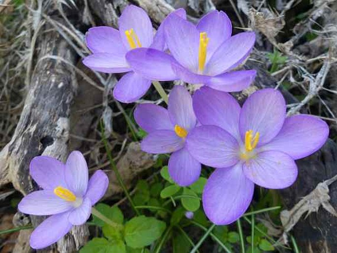 Crocus goulimyi