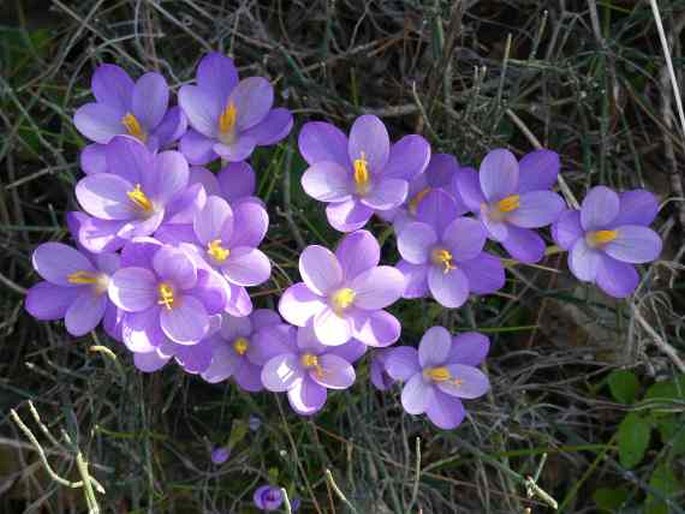 Crocus goulimyi